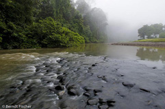 Danum Valley Regenwaldfluss - Zum Vergroessern klicken!